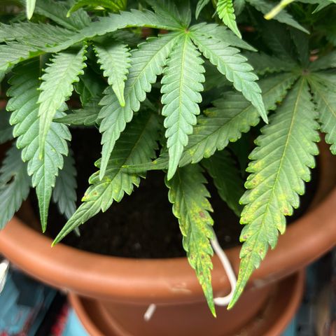 Cracklinburgh Blueberry growlog timeline photo