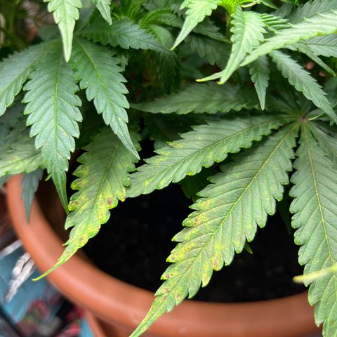 Cracklinburgh Blueberry growlog timeline photo