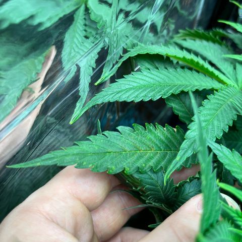 Cracklinburgh Blueberry growlog timeline photo