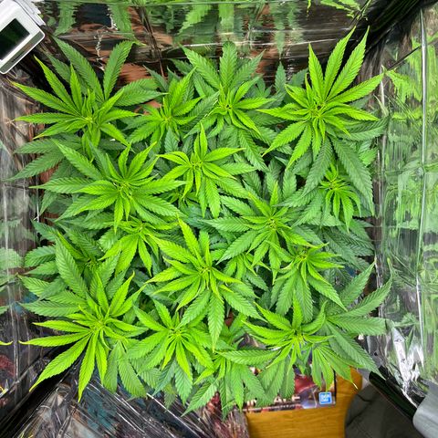 Cracklinburgh Blueberry growlog timeline photo