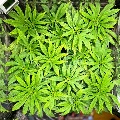 Cracklinburgh Blueberry growlog timeline photo