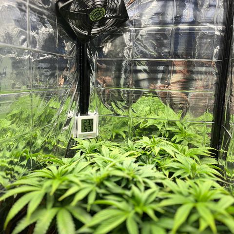 Cracklinburgh Blueberry growlog timeline photo