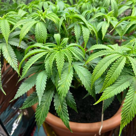 Cracklinburgh Blueberry growlog timeline photo