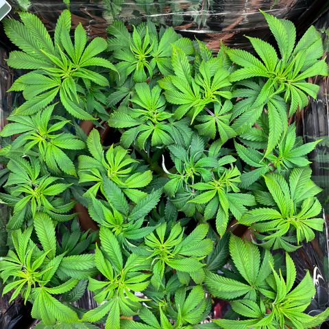 Cracklinburgh Blueberry growlog timeline photo