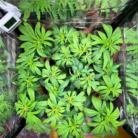 Cracklinburgh Blueberry growlog timeline photo