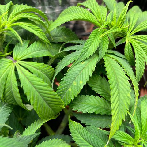 Cracklinburgh Blueberry growlog timeline photo