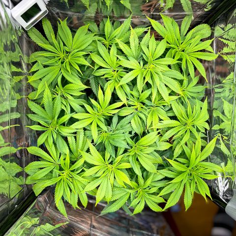 Cracklinburgh Blueberry growlog timeline photo