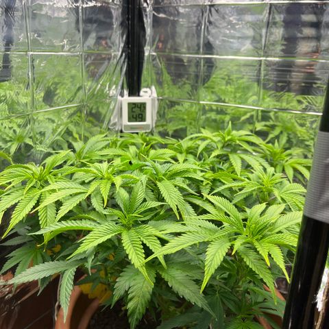 Cracklinburgh Blueberry growlog timeline photo