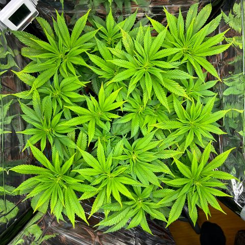 Cracklinburgh Blueberry growlog timeline photo