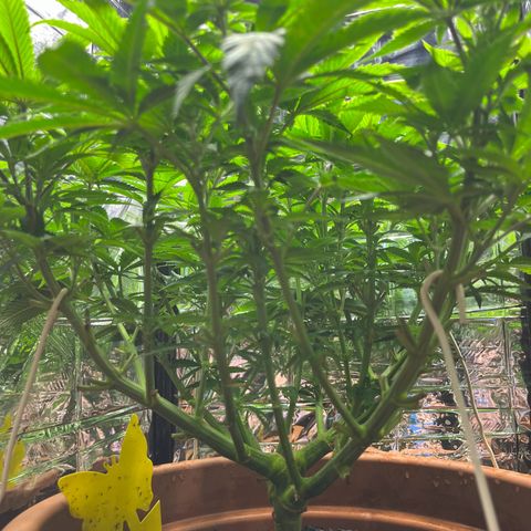Cracklinburgh Blueberry growlog timeline photo