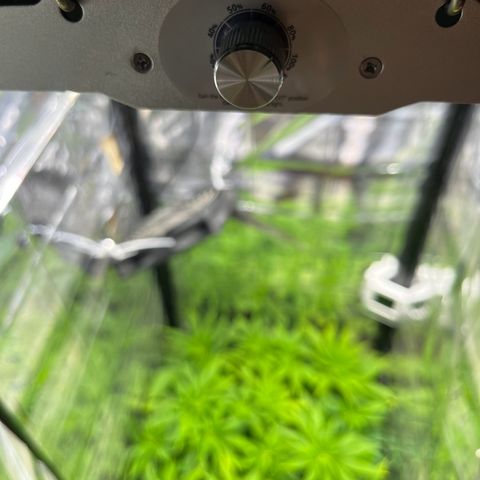 Cracklinburgh Blueberry growlog timeline photo