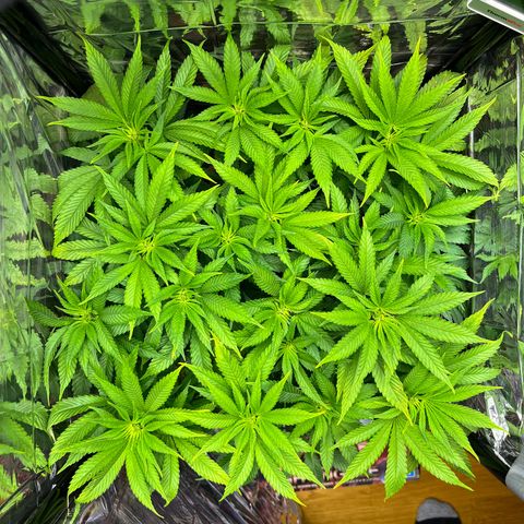 Cracklinburgh Blueberry growlog timeline photo