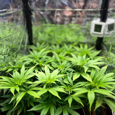 Cracklinburgh Blueberry growlog timeline photo