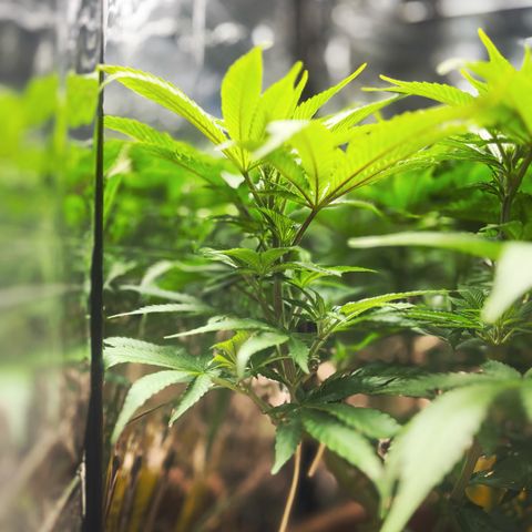 Cracklinburgh Blueberry growlog timeline photo
