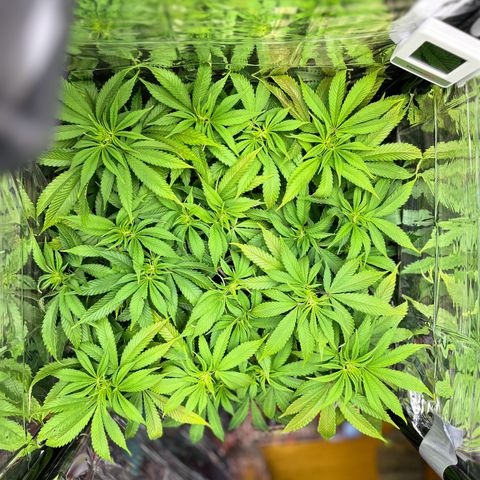Cracklinburgh Blueberry growlog timeline photo