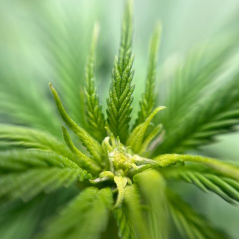 Cracklinburgh Blueberry growlog timeline photo