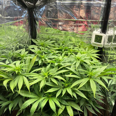 Cracklinburgh Blueberry growlog timeline photo
