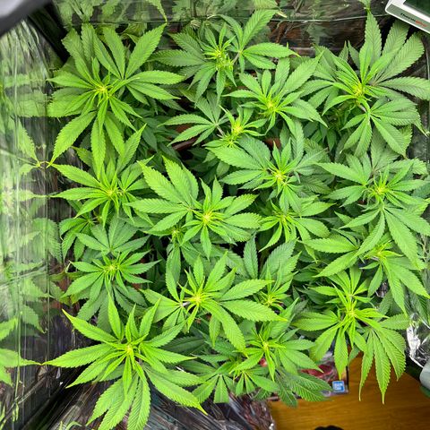 Cracklinburgh Blueberry growlog timeline photo