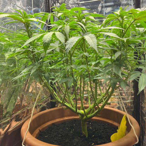 Cracklinburgh Blueberry growlog timeline photo