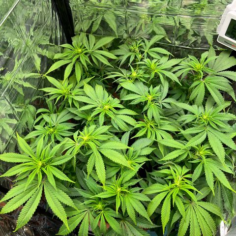 Cracklinburgh Blueberry growlog timeline photo