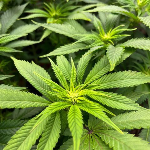 Cracklinburgh Blueberry growlog timeline photo