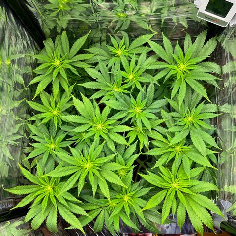 Cracklinburgh Blueberry growlog timeline photo