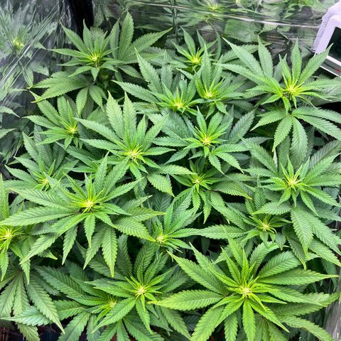 Cracklinburgh Blueberry growlog timeline photo