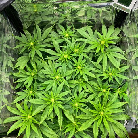 Cracklinburgh Blueberry growlog timeline photo