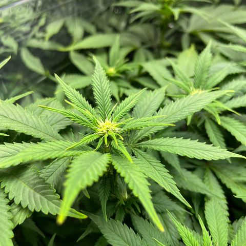 Cracklinburgh Blueberry growlog timeline photo