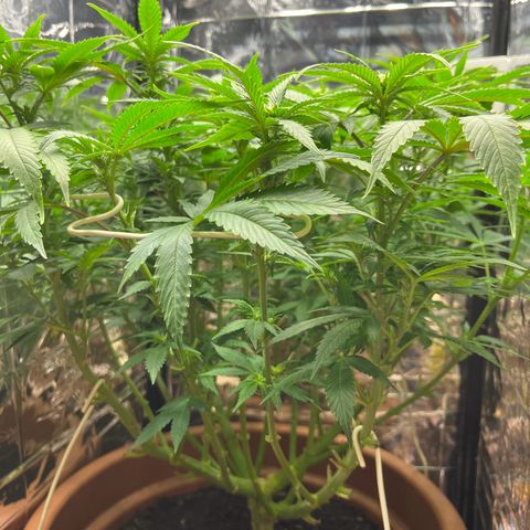 Cracklinburgh Blueberry growlog timeline photo