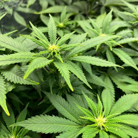 Cracklinburgh Blueberry growlog timeline photo