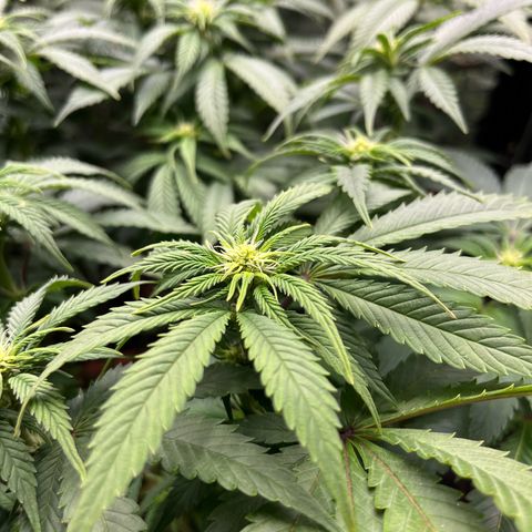 Cracklinburgh Blueberry growlog timeline photo