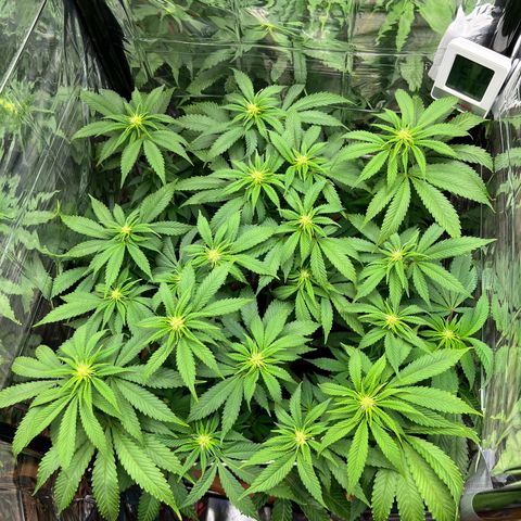 Cracklinburgh Blueberry growlog timeline photo
