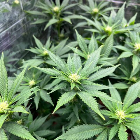 Cracklinburgh Blueberry growlog timeline photo