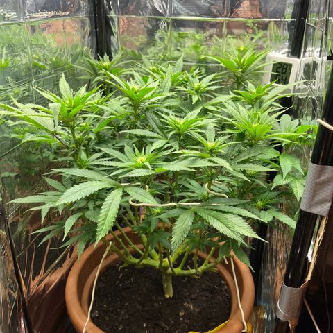 Cracklinburgh Blueberry growlog timeline photo