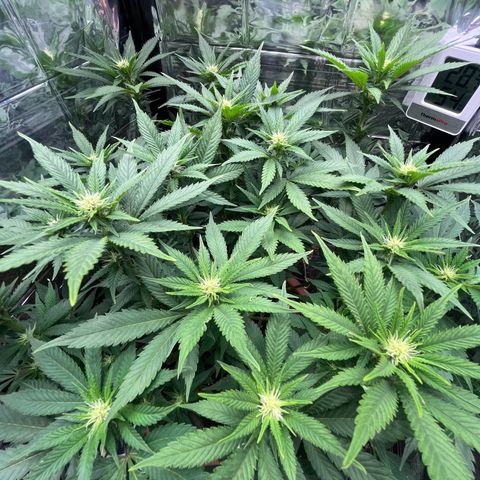 Cracklinburgh Blueberry growlog timeline photo