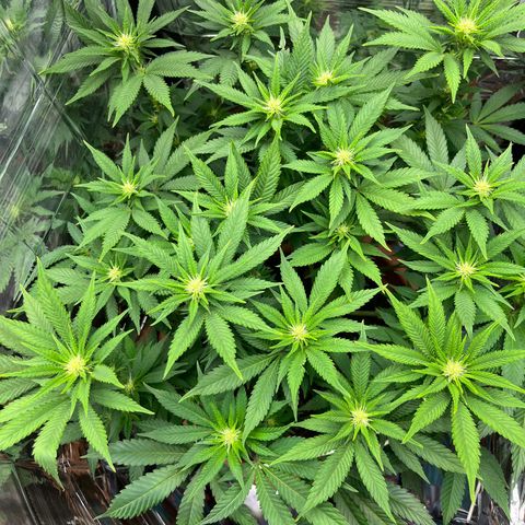Cracklinburgh Blueberry growlog timeline photo