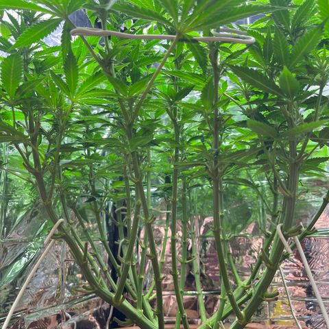 Cracklinburgh Blueberry growlog timeline photo