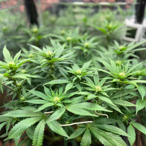Cracklinburgh Blueberry growlog timeline photo