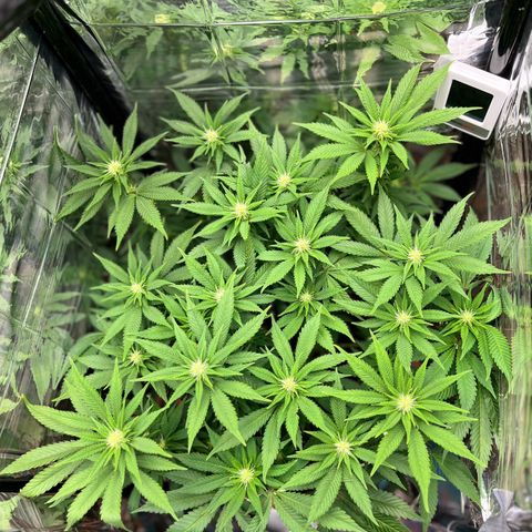Cracklinburgh Blueberry growlog timeline photo