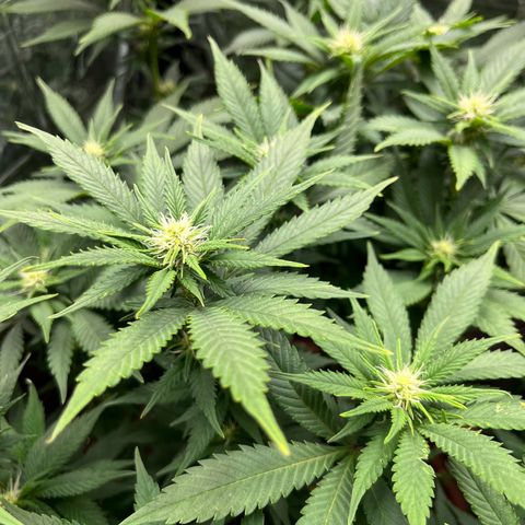 Cracklinburgh Blueberry growlog timeline photo