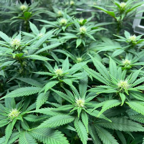 Cracklinburgh Blueberry growlog timeline photo