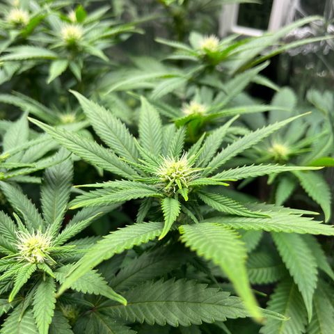 Cracklinburgh Blueberry growlog timeline photo