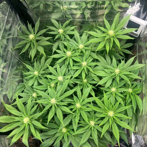 Cracklinburgh Blueberry growlog timeline photo
