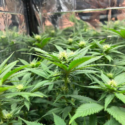 Cracklinburgh Blueberry growlog timeline photo
