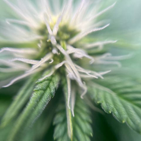 Cracklinburgh Blueberry growlog timeline photo