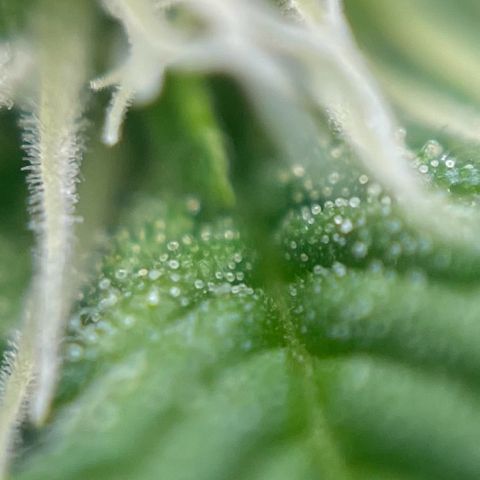 Cracklinburgh Blueberry growlog timeline photo