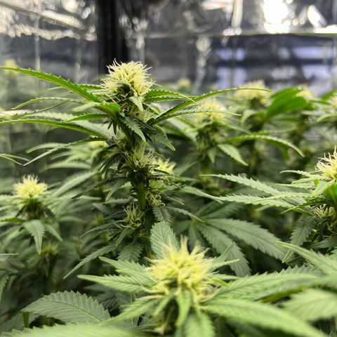 Cracklinburgh Blueberry growlog timeline photo