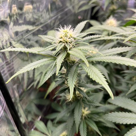 Cracklinburgh Blueberry growlog timeline photo