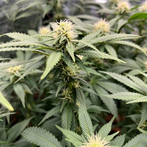 Cracklinburgh Blueberry growlog timeline photo